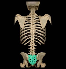 <p>Category: Vertebral Column</p><p>Features:</p><ul><li><p>sacral canal</p></li><li><p>sacral hiatus</p></li></ul><p></p>