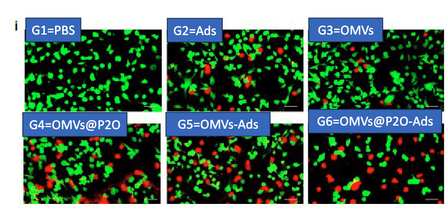 <p>take Tc1 lung cancer cells + OMV-P2O-Ads or OMV-Ads → various assays to meaure H2O2/ROS, LCI/LCII, virus replication, and cell lysis </p><ul><li><p>used confocal microscopy:</p><ul><li><p>Calcein (green) = living cells → intracellular esterase converts to fluorescent mol</p></li><li><p>Propidium Iodide (PI) = dead cells → enters permeabilized cells and binds nuclei</p></li></ul></li></ul><p></p>