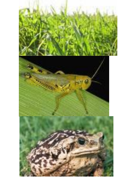 <p>In a simple food chain, grass is consumed by grasshoppers, and grasshoppers are consumed by toads. If you have 100 kg of grass, predict what mass of toads would be supported? </p><p>a) 10 Kg b) 100 Kg c) 1,000 g d) 1 Kg e) Both c and d</p>