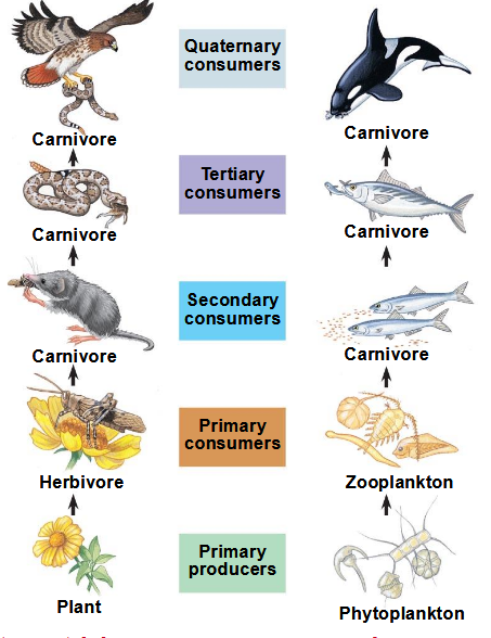 <p>feeding relationships between organisms in a community, from producers to top carnivores</p>
