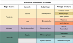 <p>hindbrain- medulla, pons, cerebellum</p><p>midbrain- RAS</p><p>forebrain- diencephalon, telencephalon (cerebral cortex)</p>