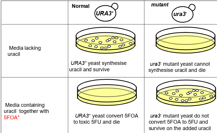 <p>can actively select for or for a different genotype: for example</p><p><span style="font-family: Arial;">You can ACTIVELY select for growth of the <em>URA3+</em> genotype and death of the <em>ura3-</em> genotype.</span>&nbsp;</p><p><span style="font-family: Arial;">You can also ACTIVELY select for growth of the <em>ura3-</em> genotype and death of the <em>URA3+</em> genotype.</span></p><p><span style="font-family: Arial;">only URA3+ sythesise uracil so can be used to select against ura3-</span></p><p><span style="font-family: Arial;">only ura3- don’t cinvert 5FOA to 5FU that is toxic to cells do 5FOA can select against URA3+</span></p>