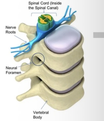 <p>Spinal cord - 3 meningeal layers </p>