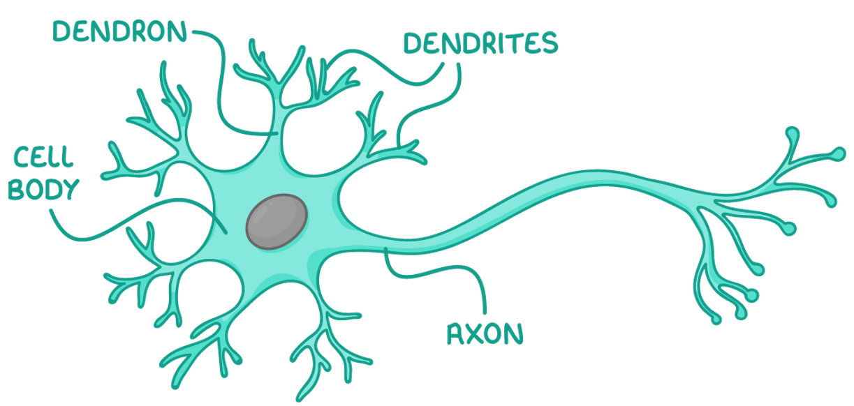 <p>A long extension of a neurone that carries impulses towards the cell body &amp; branches into dendrites</p>