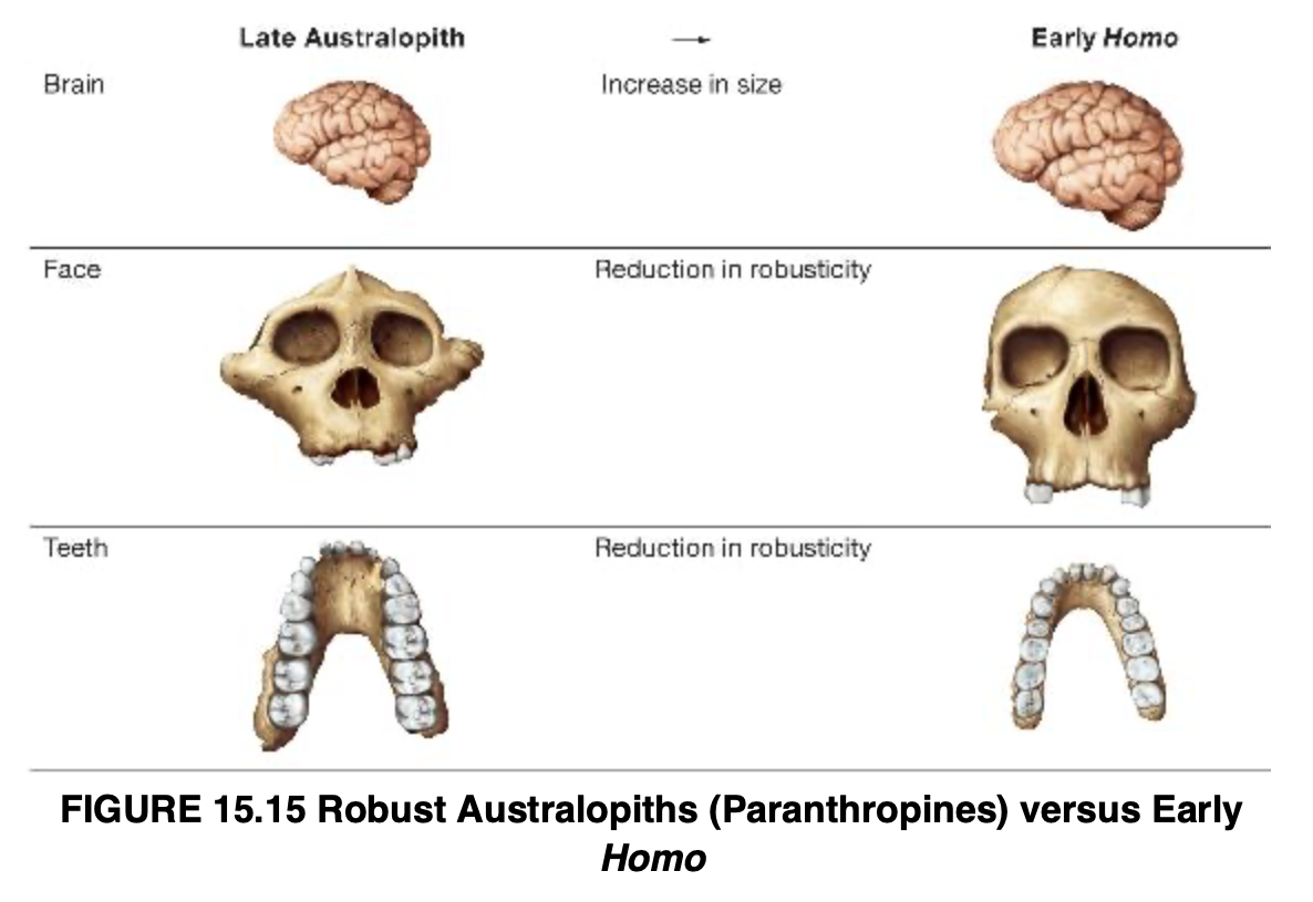 <p>Early Members of the Genus Homo </p>
