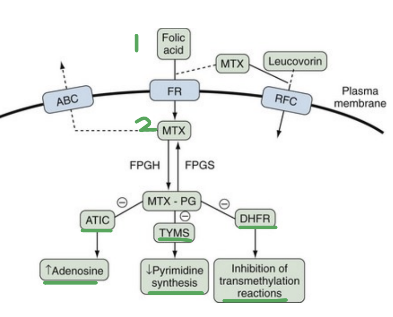 <ol><li><p>Enters the cell via Folate Carrier (FTC) and Folate Receptor (FC) </p></li><li><p>MTX → MTX-PG by foly-polyglutamtyl synthese to prevent it’s efflux by the ATP Bindinf Casseste transporter </p></li><li><p><strong><mark data-color="#8bec90" style="background-color: rgb(139, 236, 144); color: inherit;">Inhibits several enzymes (*KNOW*) → </mark></strong></p><ol><li><p>Inhibits TYMPS (Thymidylate Synthetase) → <u>Decrease pyrmidine synthesis.</u></p></li><li><p>Inhibits ATIC → <u>Increases adenosine </u>which has vasodilatory and anti-inflammatory effects.</p></li><li><p>Inhibits transmethylation of DNA, RNA, amino acids, etc <u>needed for the cell to survive.</u></p></li></ol></li></ol><p></p>