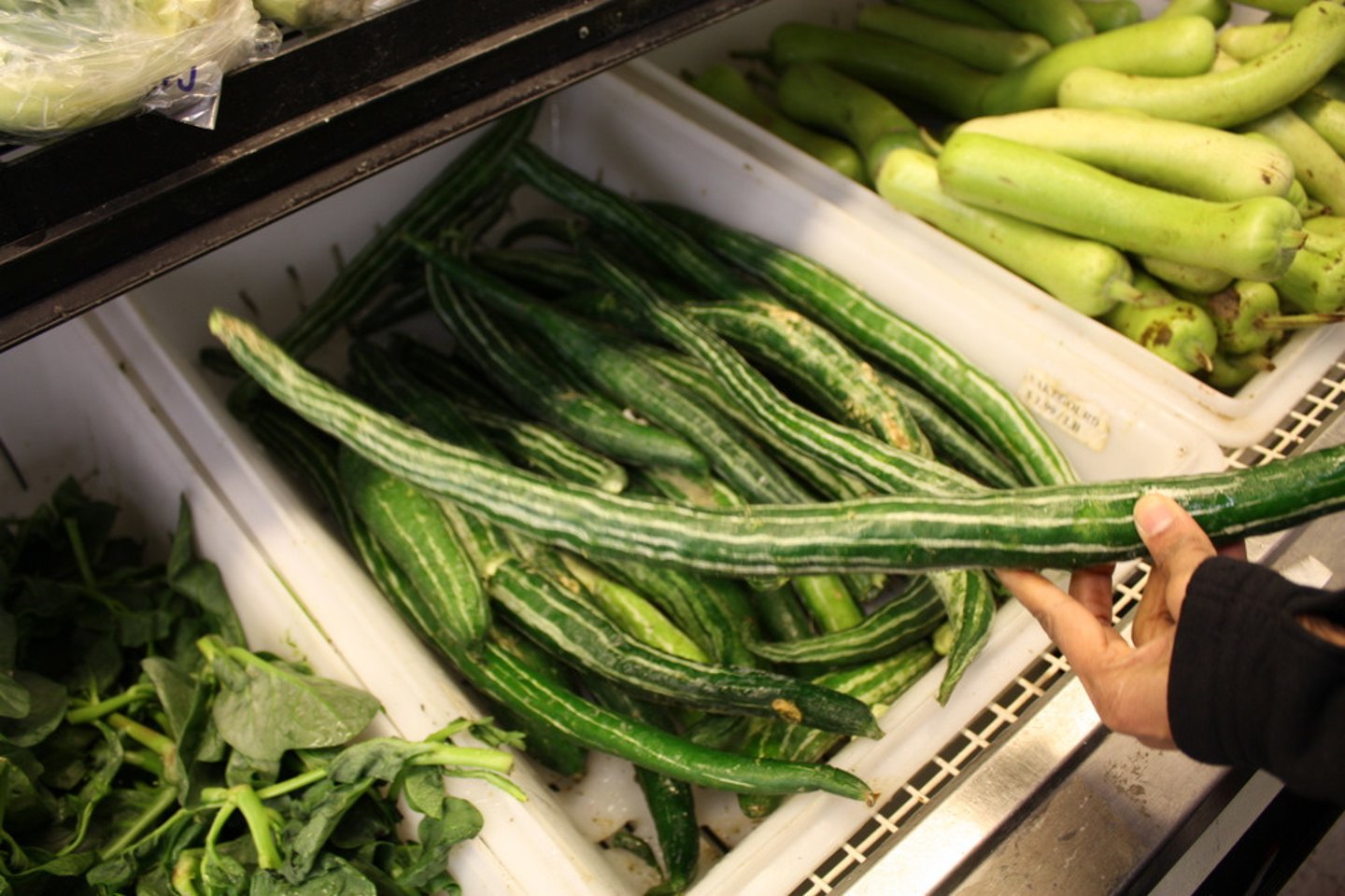 <p>Snake Gourd, Gualou (used in medicine in ancient china to break down phlegm)</p>