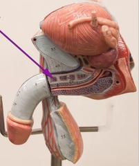 <p>Identify this structure.</p>