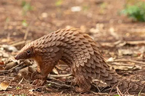 <p>White-bellied Pangolin</p>