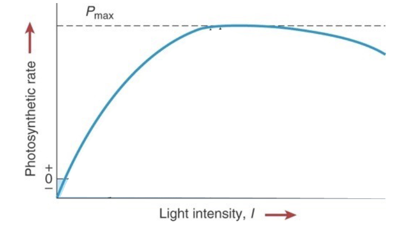 <p>theres a sweet spot for light intensity depending on the organism. too bright can inhibit but too little can be not enough to power photosynthesis </p>