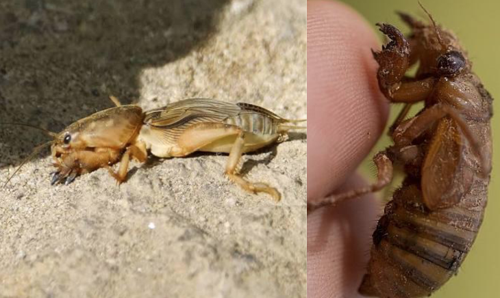 <ul><li><p>digging</p></li><li><p>broad, shovel-like forelegs</p></li><li><p>strong spines and flattened shape</p></li><li><p>ex: mole crickets, cicada nymphs</p></li></ul><p></p>