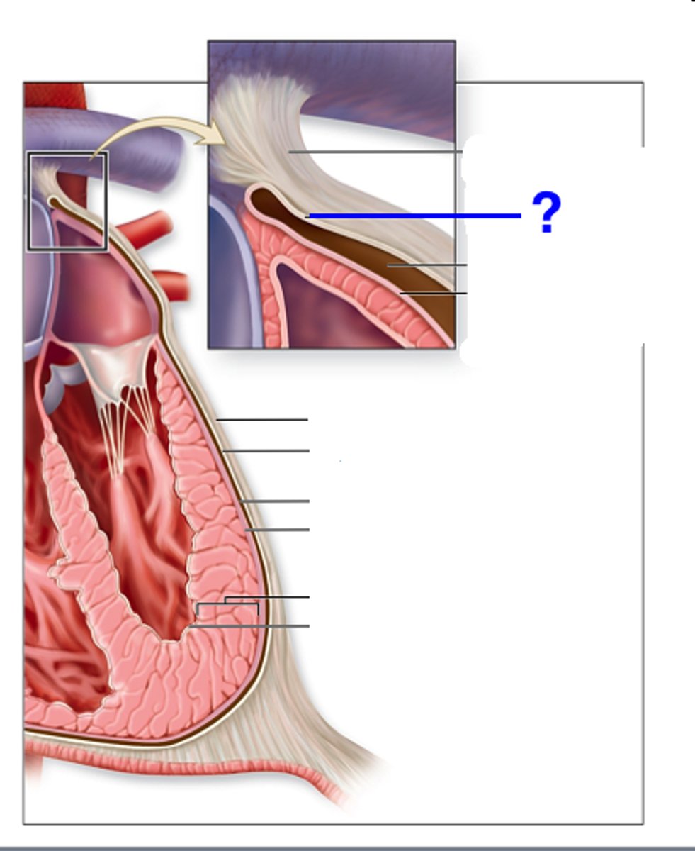 <p>-lines the inner surface of the fibrous pericardium</p><p>-deep to fibrous layer, superficial to visceral layer</p>