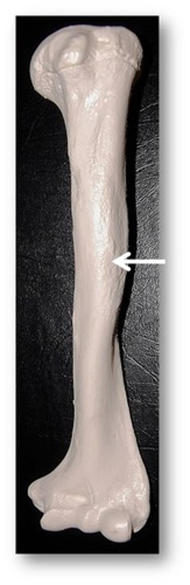 <p>deltoid insertion</p>