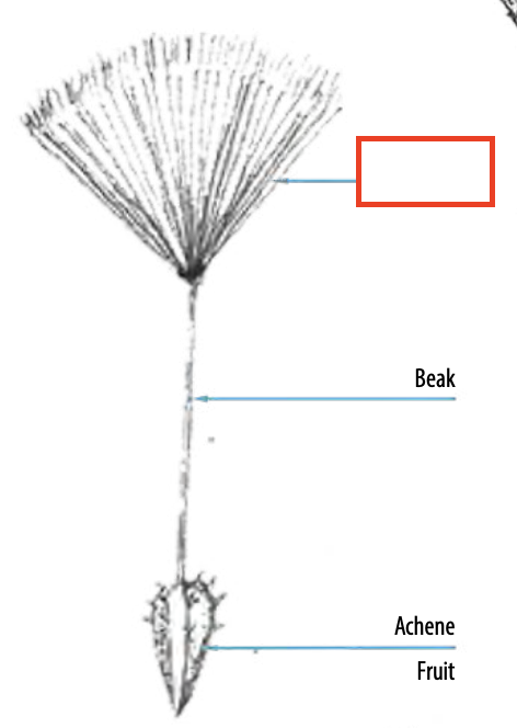 <ul><li><p><span><span>the tuft of hairs on each seed of thistles, dandelions, and similar plants, which assists dispersal by the wind</span></span></p></li></ul><p></p>