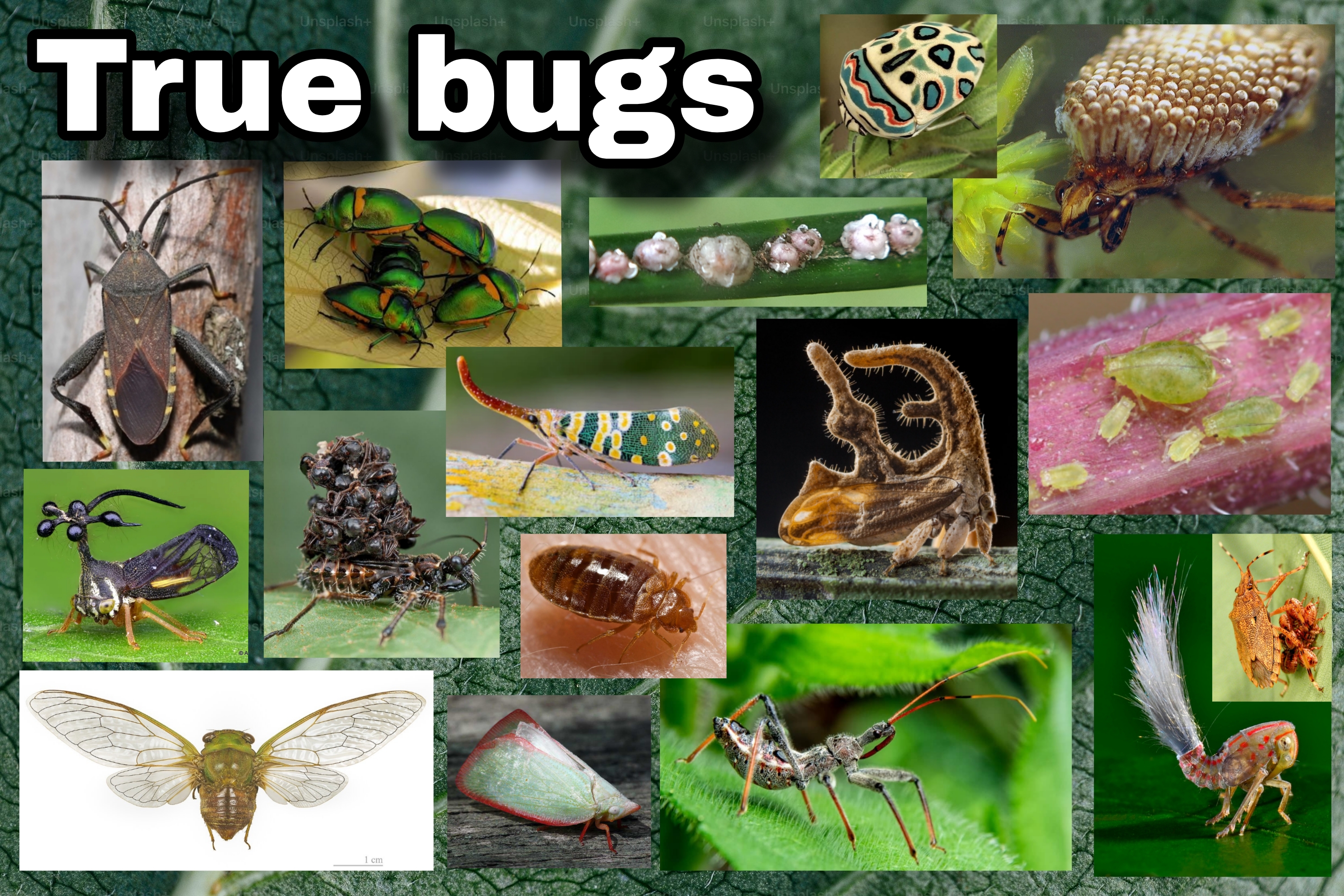 <p>True bugs</p>