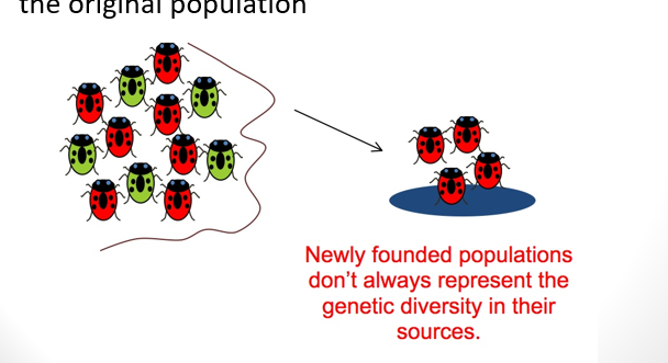 <p>Founder Effect</p>