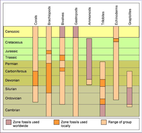 <p>An organism with hard parts that lived in all depositional environments and was abundant, with extensive evolutionary lineage</p><p>no such taxon has ever existed</p>
