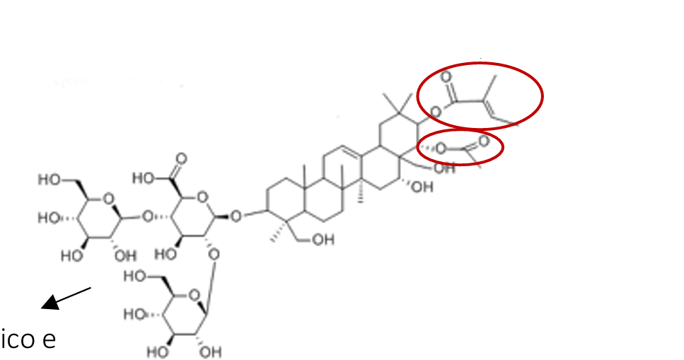 <ul><li><p>especie</p></li><li><p>parte da planta</p></li><li><p>nome</p></li><li><p>caracteristicas</p></li></ul><p></p>