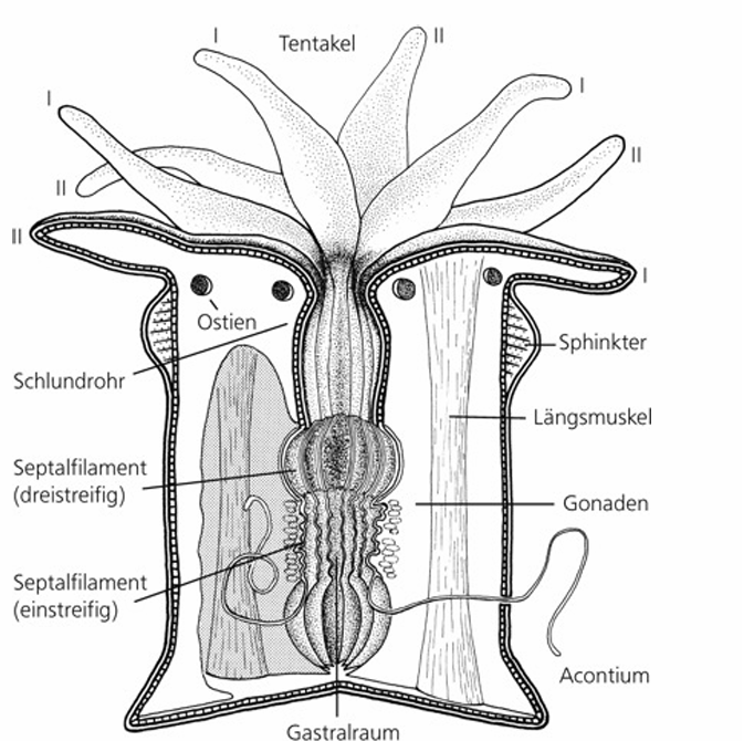 <ul><li><p><span>Nur Polyp, form- und artenreich, marin</span></p></li><li><p><span>Ringförmige mitochondriale DNA</span></p></li><li><p><span>Ursprüngliches Cnidocil</span></p></li></ul><p></p>