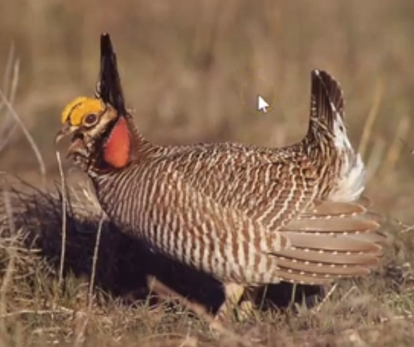 <p>Lesser Prairie Chicken</p>