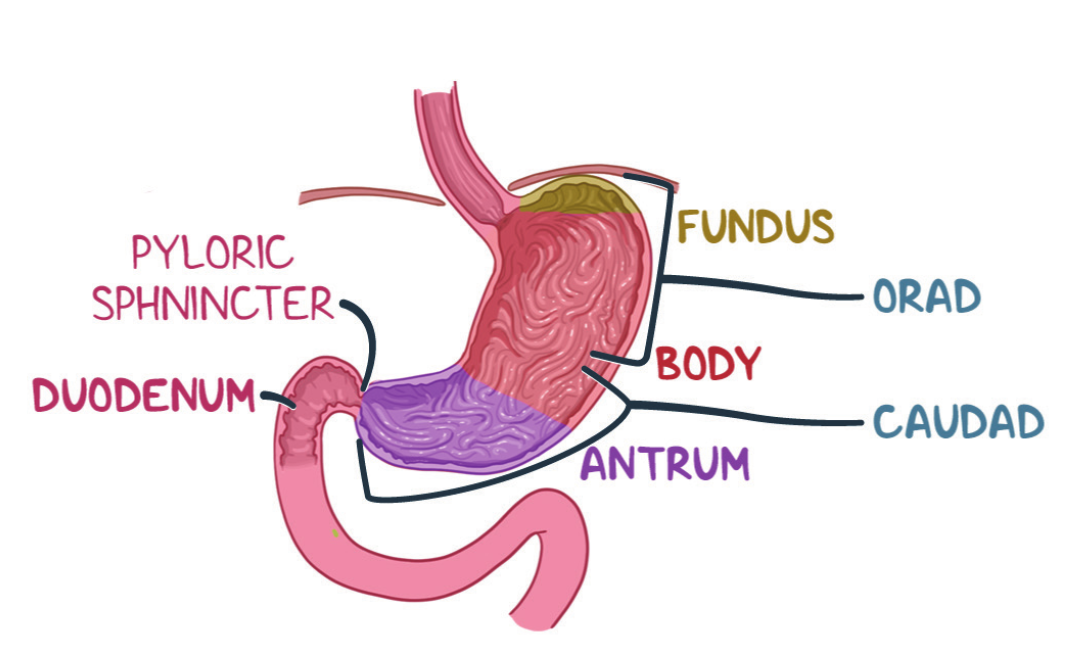 <p>Answer: The distal body and antrum.</p><p>Extra Information:</p><ul><li><p>This thick-walled region performs mixing and grinding.</p></li></ul><p></p>