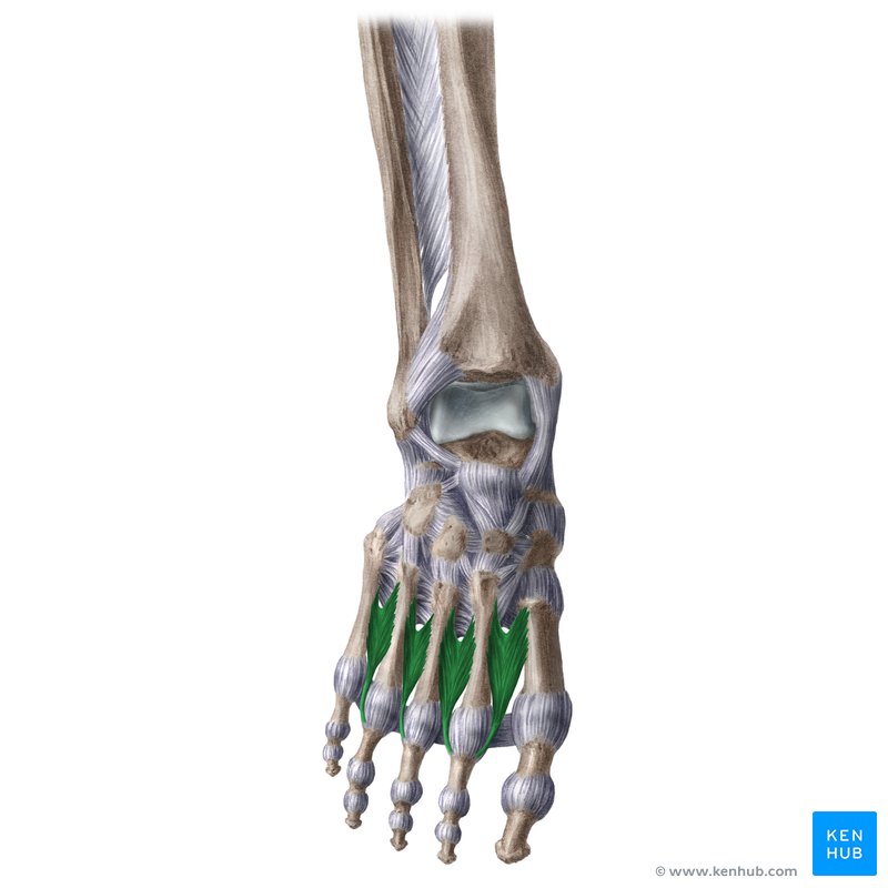 <p>Proximal Attachment (O): Adjacent sides of shafts of metatarsals 1–5</p><p>Distal Attachment (I):</p><ul><li><p>1st: medial side of proximal phalanx of 2nd digit</p></li><li><p>2nd–4th: lateral sides of 2nd–4th digits</p></li></ul><p>Innervation: Lateral plantar nerve (S1–S3)</p><p>Action: Abduct and flex digits 2–4 at MTP joints</p>