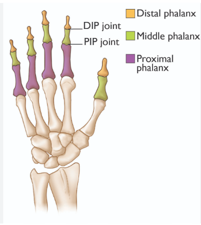 <p>Middle phalanx and distal phalanx.</p>