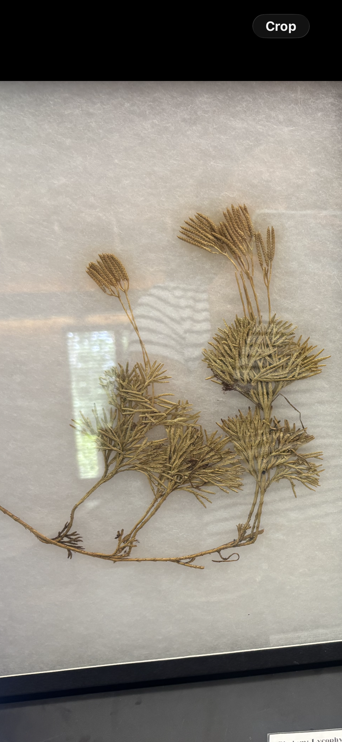 <p>identify</p>