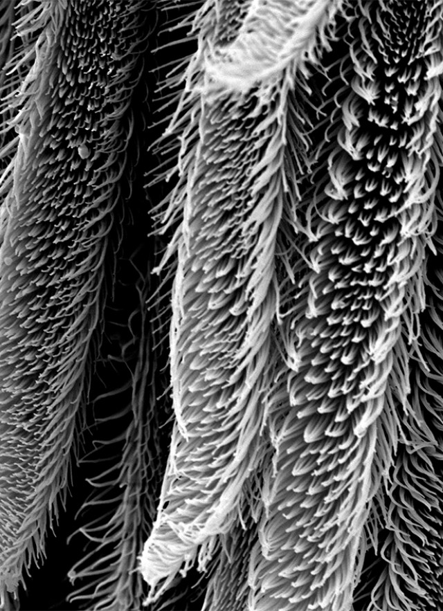 <p>SEM</p>