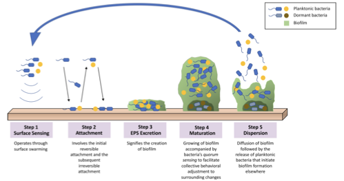 <p><span style="color: blue;"><strong>Planktonic = colonisation</strong></span></p><p><span style="color: green;"><strong>Biofilm = protection</strong></span></p>