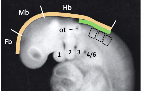 <ul><li><p>from forebrain, midbrain, and hindbrain</p></li><li><p>Only those in the <strong>midbrain</strong> and <strong>hindbrain</strong> enter the pharyngeal arches</p></li><li><p>becomes skeleton and connective tissue</p></li></ul><p></p>