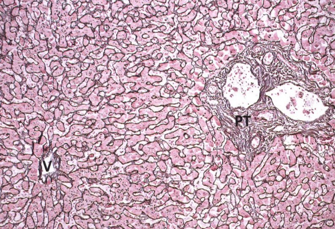 <p>Identify the Organ and Structures?</p>