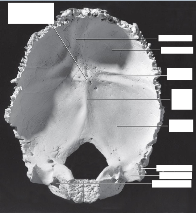 <p>occipital bone, endocranial anterior view</p>