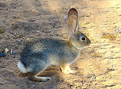 <p>Small to medium lagomorphs (a few pounds) with relatively short ears and hind legs compared to hares. Young are altricial and born in concealed nests. Rely on crypsis and freezing/pausing behavior rather than sustained running.</p>