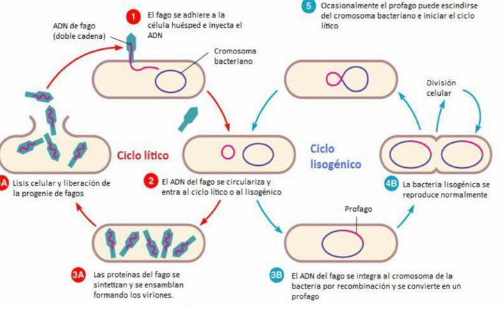 <p><strong>Virus líticos</strong></p><ul><li><p><span>Entran en la célula</span></p></li><li><p><span>Se multiplican</span></p></li><li><p><span><strong>Lisan</strong> (revientan) la célula</span></p></li><li><p><span>Infectan otras células</span></p></li><li><p><span>Solo hacen ciclo <strong>lítico</strong></span></p></li></ul><p><span><strong>Ejemplo:</strong> SARS‑CoV‑2</span></p><p><span data-name="point_right" data-type="emoji">👉</span><span> Son los virus que “entran, usan y destruyen”.</span></p><div data-type="horizontalRule"><hr></div><p><strong>Virus lisogénicos</strong></p><ul><li><p><span>Entran en la célula</span></p></li><li><p><span>Se multiplican <strong>y además</strong></span></p></li><li><p><span><strong>Integran su genoma</strong> en el ADN del hospedador</span></p></li><li><p><span>Pueden alternar entre ciclo <strong>lisogénico</strong> (silencioso) y <strong>lítico</strong></span></p></li></ul><p><span><strong>Ejemplo:</strong> Herpes</span></p><p><span data-name="point_right" data-type="emoji">👉</span><span> Son virus que “se esconden” dentro del genoma.<br></span><span data-name="point_right" data-type="emoji">👉</span><span> Mientras están integrados → <strong>no hay respuesta inmunitaria</strong>, porque no se ven.</span></p>
