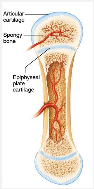 <ul><li><p>Lots of spongy bones form in epiphyses and it stays spongy bone </p></li><li><p>There’s a small stripe of cartilage left between the epiphysis and the diaphysis. This is the epiphyseal plate </p></li></ul><p></p>