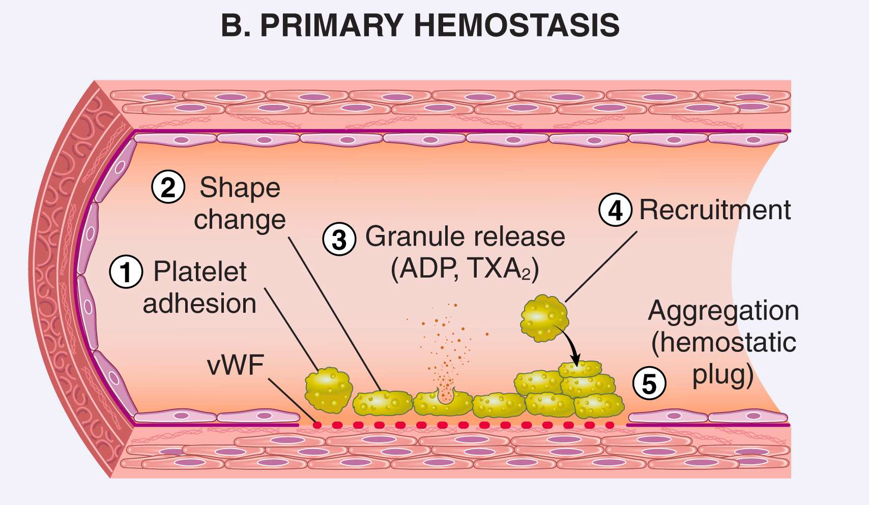 <p>formation of the <strong>platelet plug </strong></p>