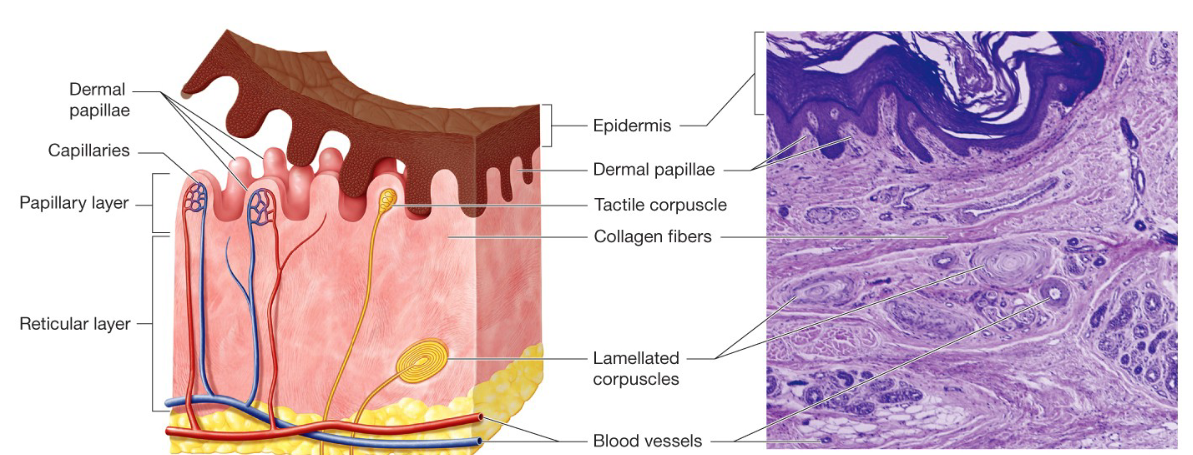 <p>Provide blood supply to the epidermis</p><p>House Tactile (Meissner) Corpuscles, which respond to light touch, and distinguish shape and texture of objects (Numerous in fingertips, lips, face, and external genitalia)</p>