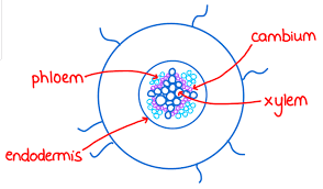 <ul><li><p><strong>Xylem</strong>: central <strong>star/X-shaped</strong> structure.</p></li><li><p><strong>Phloem</strong>: found <strong>between the arms of the xylem</strong>.</p></li><li><p><strong>Cambium</strong>: forms between xylem and phloem (in older roots), producing new vascular tissue.</p></li><li><p><strong>Cortex (parenchyma)</strong>: large region surrounding the vascular tissue; stores starch and allows movement of water.</p></li><li><p><strong>Epidermis</strong>: outer layer with root hairs for absorption.</p></li></ul><p></p>