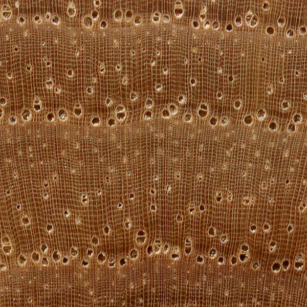 <p>Pecan (hickory)</p>