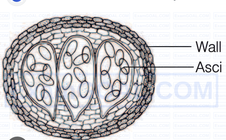 <p>a closed fruiting structure containing asci</p>