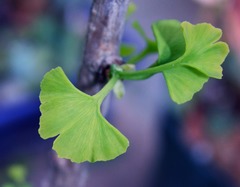 <p>Phylum?</p>