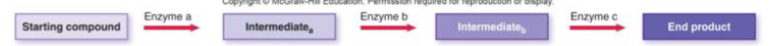 <p>important bcuz they function as biological catalysts</p><ul><li><p>ex: heating up water to dissolve sugar in water, so we use enzymes in our body to speed up chemical reactions in cells and our bodies</p></li></ul><ul><li><p>speed up chemical reactions without being consumed by the reaction</p><ul><li><p>not consumed: enzymes can carry out the same reaction again and again</p></li><li><p>reactions would occur without, but extremely slowly</p><ul><li><p>need it to be fast or organisms won’t survive</p></li></ul></li><li><p>enzymes lower the activation energy - energy needed to start a reaction, amt of energy required for the reactants to overcome in order to be converted to a product</p></li><li><p>smaller hump = more likely for reactants to become products</p></li></ul></li><li><p>highly specific for substrate: one enzyme at each step</p><ul><li><p>hand and glove or lock and key fit</p></li><li><p>why do we need a different enzyme for each?: within the protein, the globular enzyme, there’s an active/substrate binding site where only a specific substrate will fit into that site, and no other substrate will be able to bind in there and cause a reaction</p></li></ul></li></ul><p></p>
