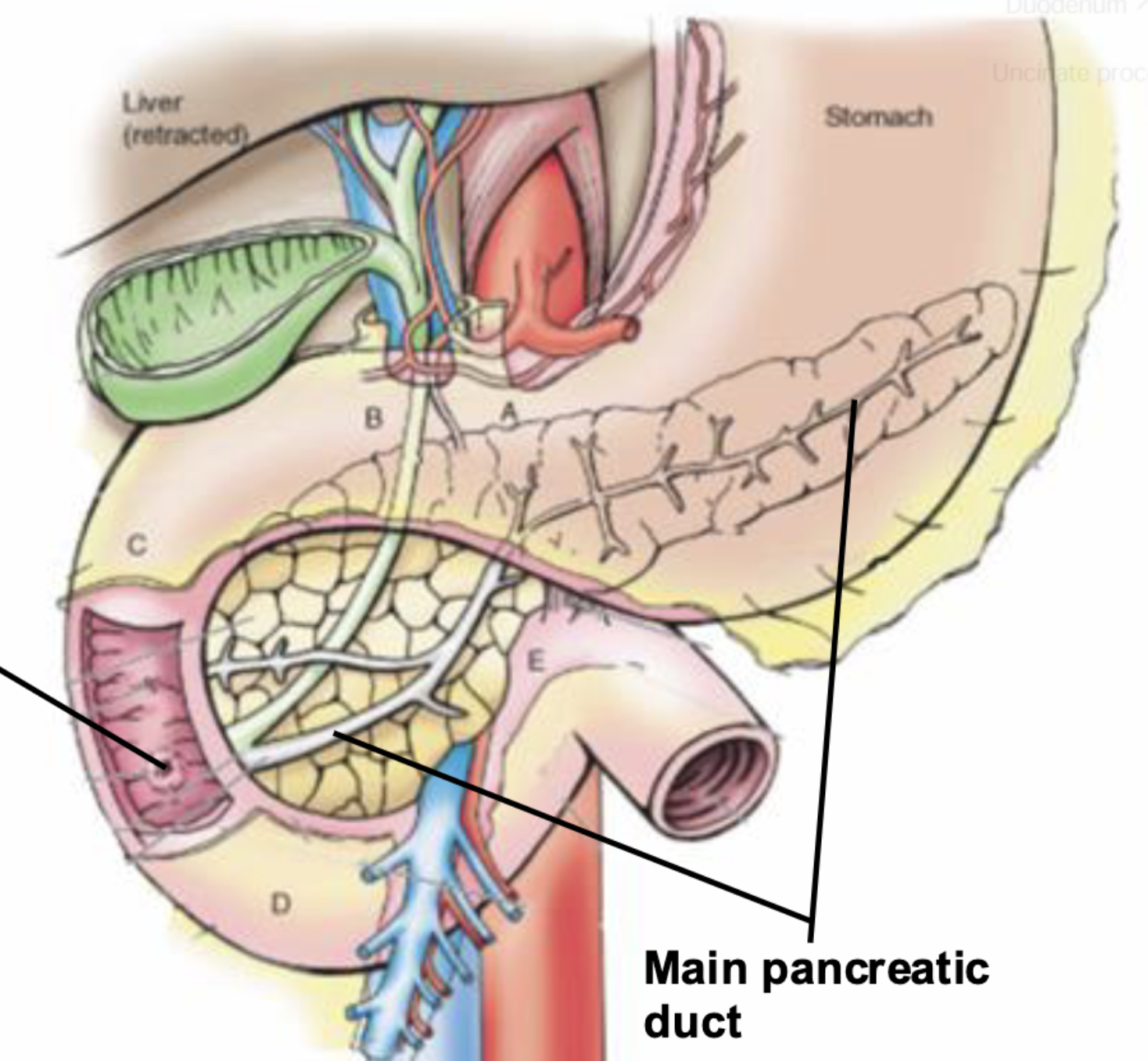 <p>2nd part of the duodenum</p>