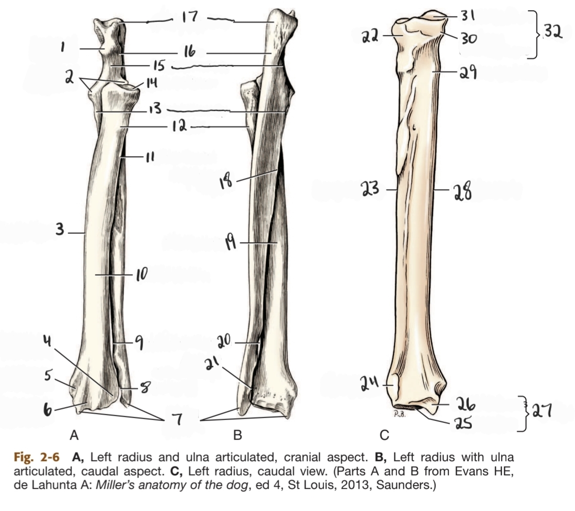 <p>27</p>