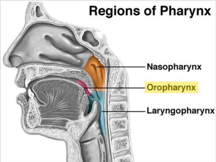 <p><span>Posterior to the Oral Cavity; extends from uvula to epiglottis; takes in food, drink, and air.</span></p>