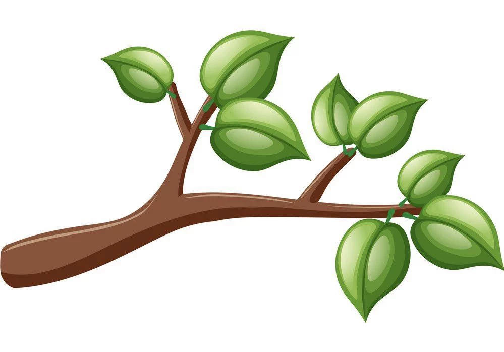 <p>branch</p>