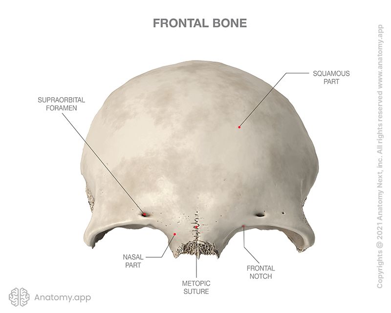 <p>Supraorbital foramen</p>