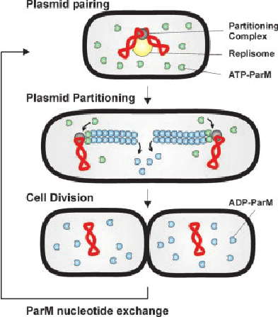<p><strong>Low-copy plasmids</strong> exist in only a few copies per cell. If they were distributed randomly during division, one daughter cell could receive none.</p><p><strong>ParM</strong> solves this by forming an actin-like filament between two plasmid-associated complexes. As the filament <strong>grows</strong>, it pushes the plasmid copies toward opposite sides of the cell. When the cell divides, each daughter cell is more likely to inherit a copy. <span data-name="dna" data-type="emoji">🧬</span></p>