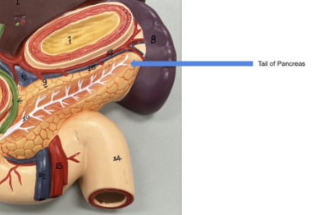 <p>tail of pancreas</p>